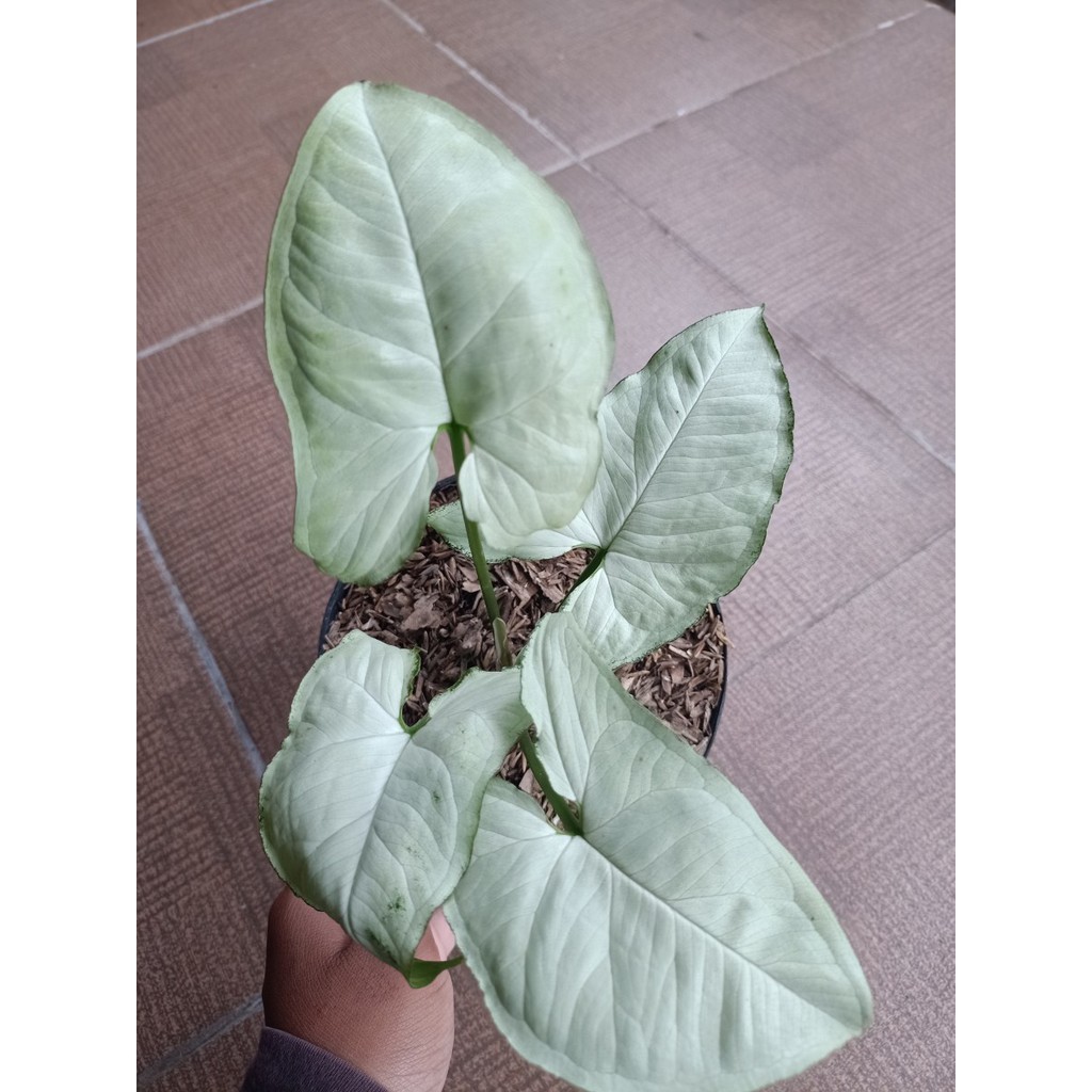 Syngonium Moonlight / Syngonium Putih