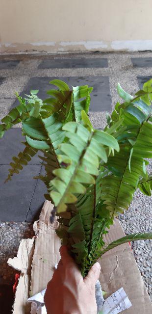 Tanaman Hias Pakis Kelabang-pakis Kelabang