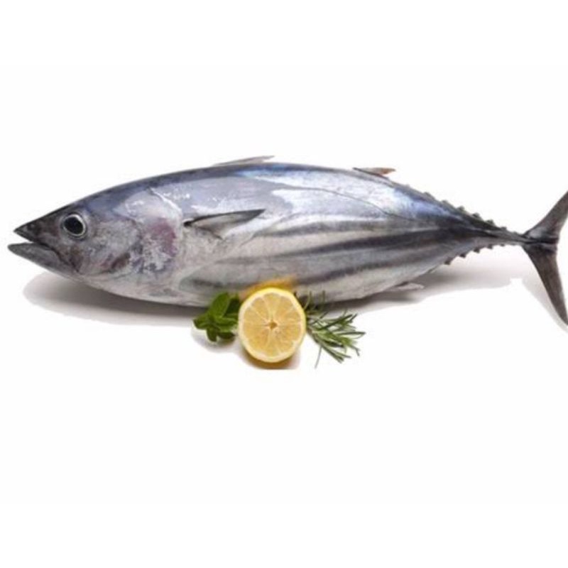 

Ikan tongkol mackarel tuna indonesia fresh surga kebutuhan ku
