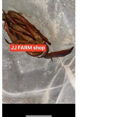 ✱ channa chana red barito asli jaminan merah menor pedes size 3cm - 15cm ada ☻