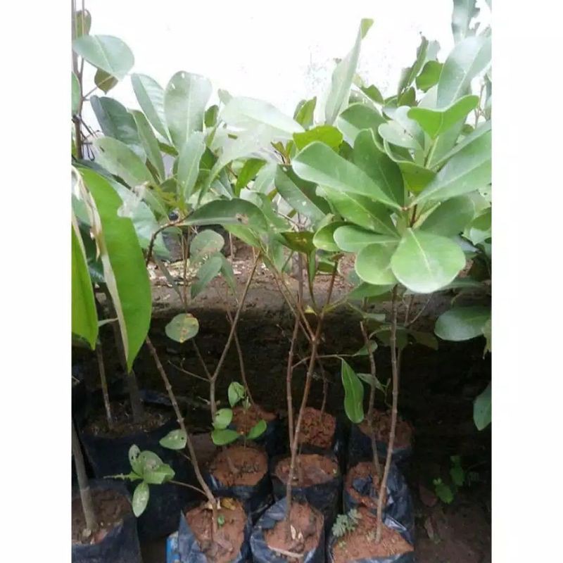 BIBIT JUWET/JAMBLANG HITAM SUPER (beli 5 gratis 1)