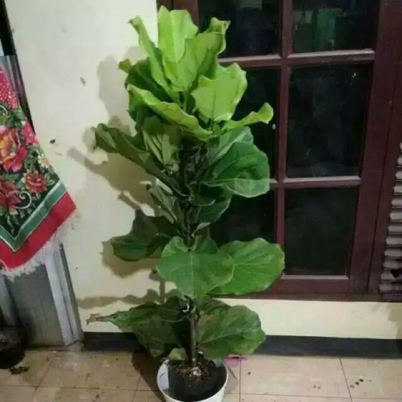 Tanaman hias Ketapang biola / Pohon ketapang biola