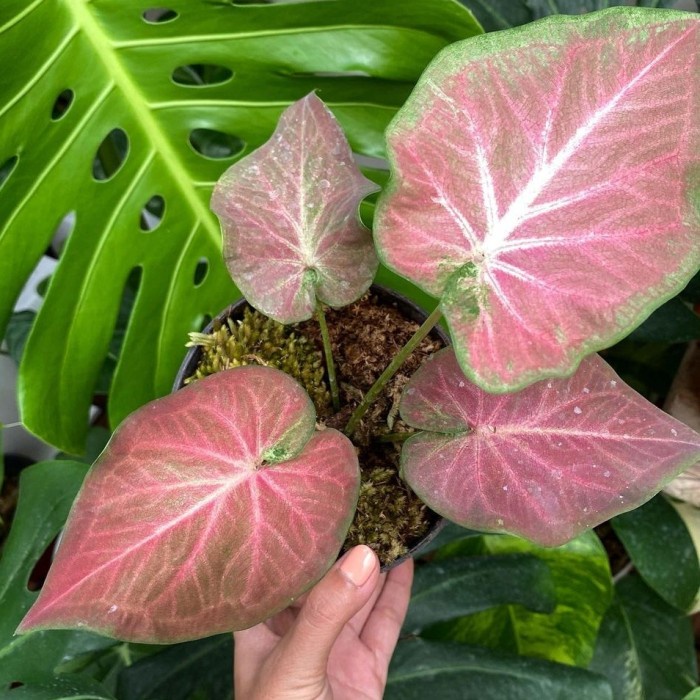 Keladi hias ramla pink/ bunga hias caladium ramla pink/ tanaman hias hidup