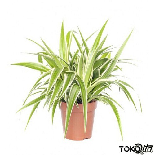 SPIDER PLANT (Chlorophytum Spider)
