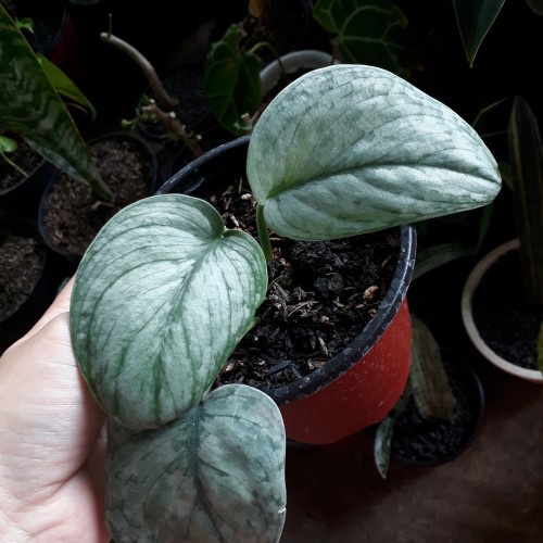 Scindapsus silver hero