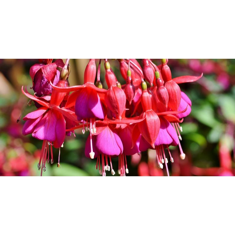 tanaman hias Anting India - berbunga - tanaman Hidup - Bisa Pilih Warna - BUNGA FUCHSIA