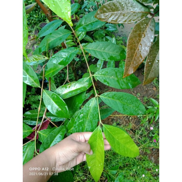 

Daun salam segar/50 lembar