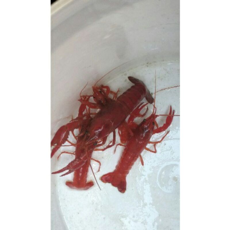 lobster hias air tawar