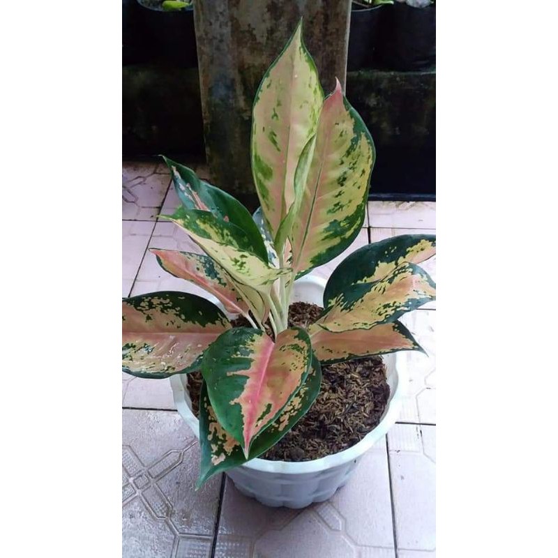 Bunga Aglonema Kocin Tembaga