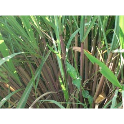 

Serai Wulung Fresh Original 500 Gram