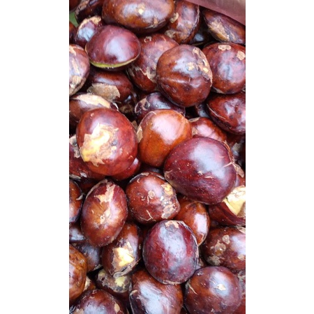 

Jengkol tua pulen