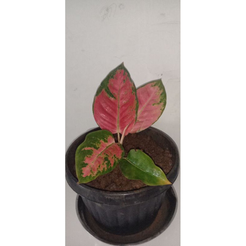Aglonema Red Kochin Daun 4 Besar HABIS/SOLD