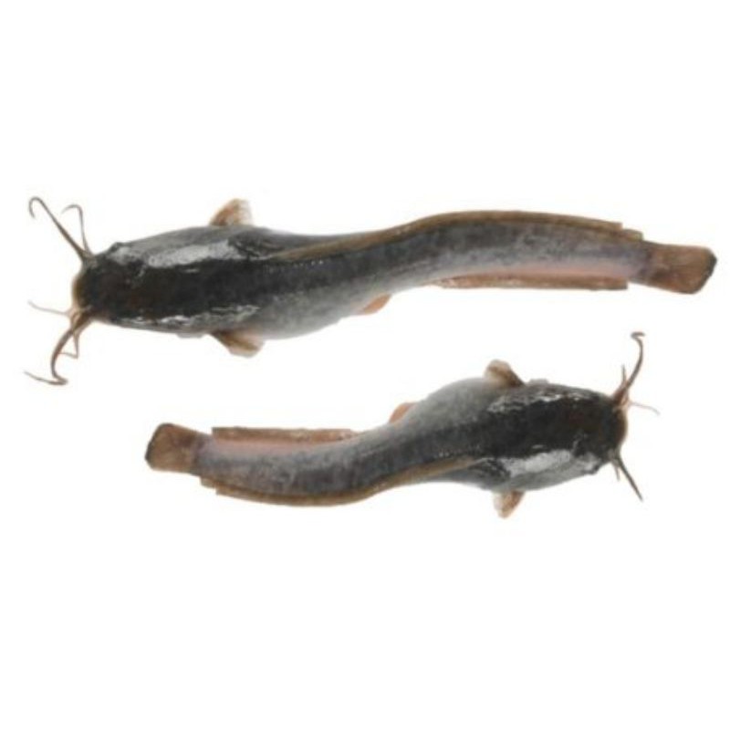 

Bisa Kirim Instan - Ikan Lele Segar
