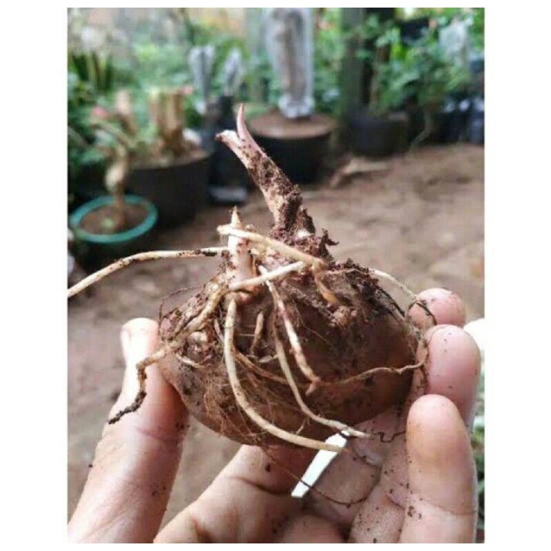 Umbi Caladium white Bone - keladi hias hybrid import thailand