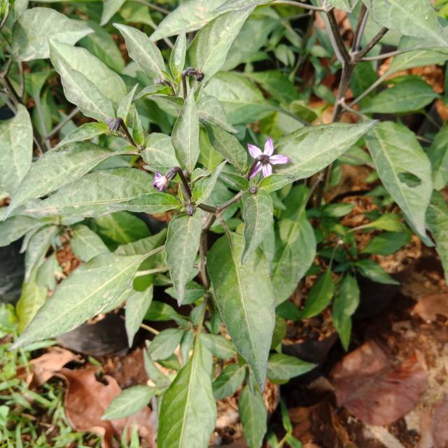Pohon cabe ungu pohon cabai ungu pohon cabe pohon cabai rawit ungu pohon cabe