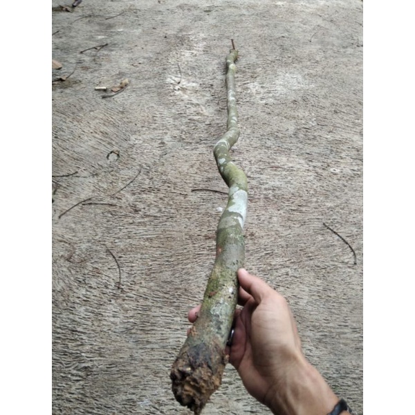 Bahan tongkat kayu nagasari asli 120cm | Tongkat jalan | Tongkat komando | ready galih asem liwung m