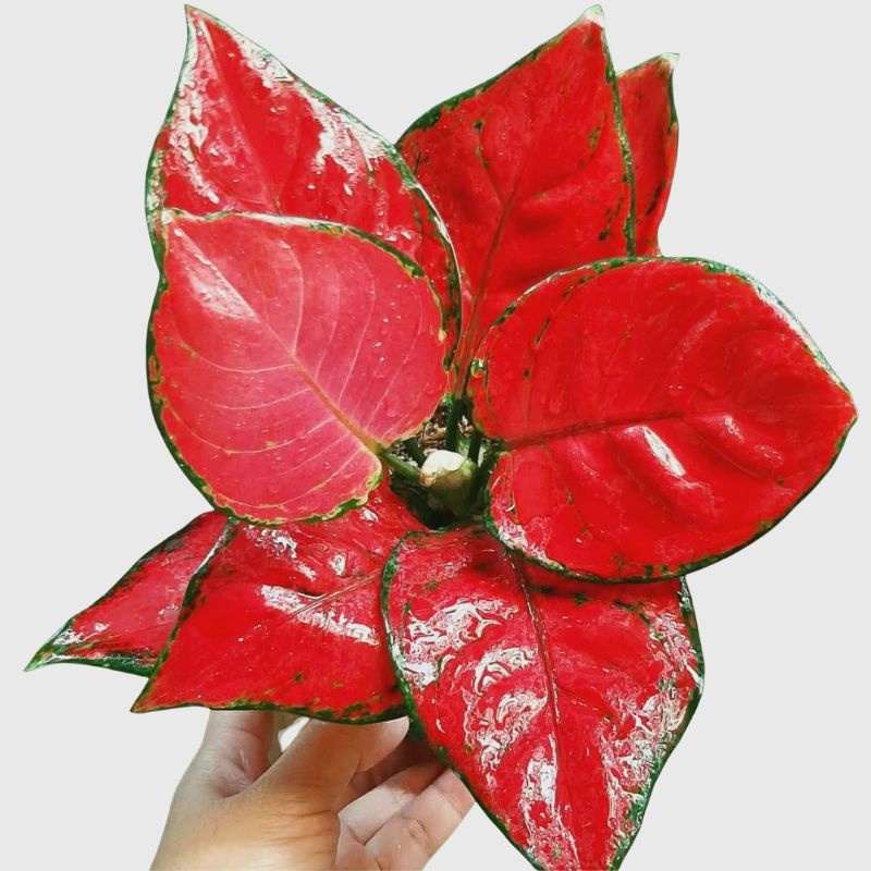 AGLONEMA RED KATRINA JUMBO AGLAONEMA MERAH HIAS MURAH