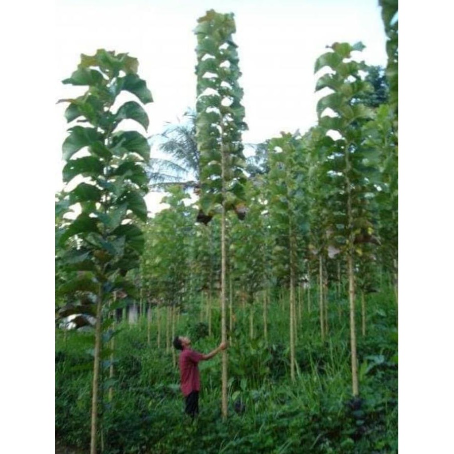 U* 5 Ons Benih Biji Jati Hibrida Solomon Ro*