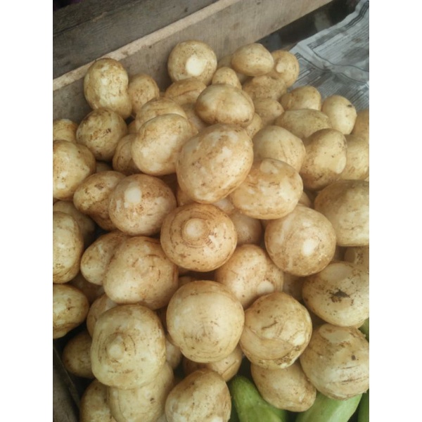 

BUAH BANGKUANG 1KG
