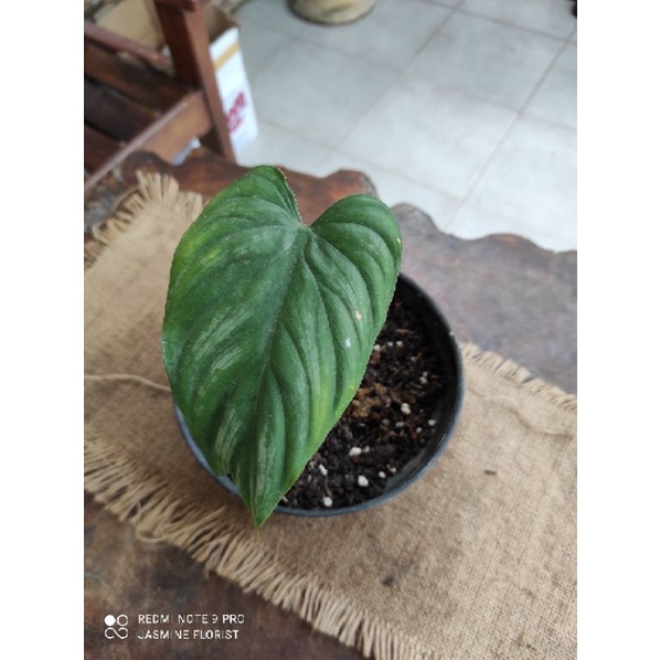 plowmanii black face+ burlemarxii variegata