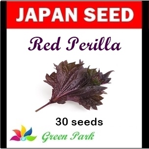 Benih Biji Shiso Red Perilla - Red Purple Pack - Japan Seed