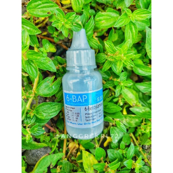 Hormon 6 BAP Biru (Penumbuh Tunas Anggrek)