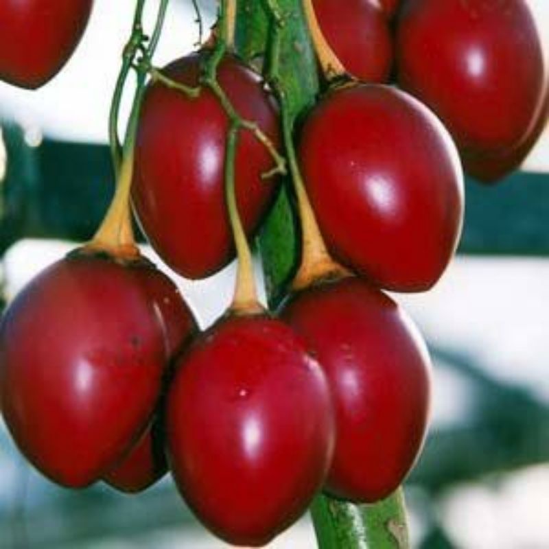 Benih Terong Belanda Terong Merah Tamarillo Benih Terung Belanda