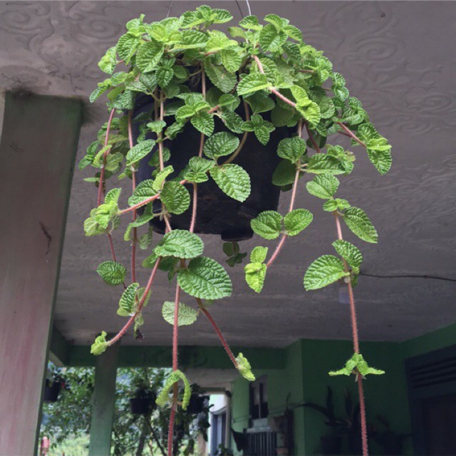 tanaman hias gantung Creeping Charlie hijau - Pilea nummulariifolia