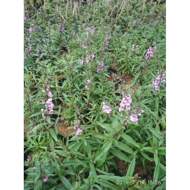 Tanaman hiah lavender angelonia bunga lavender angelonia