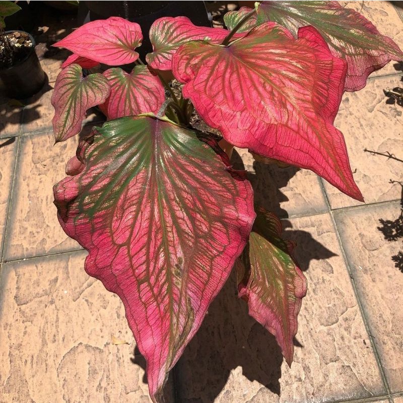 Caladium Infinity Tanaman hias keladi infinity tanaman caladium Infinity lokal