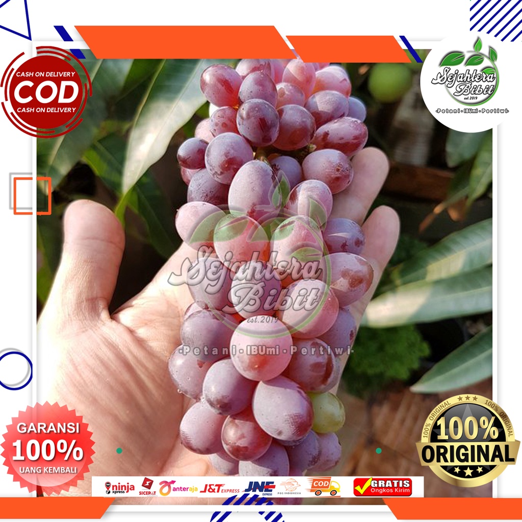 bibit anggur import Jupiter (seedless) tanpa biji