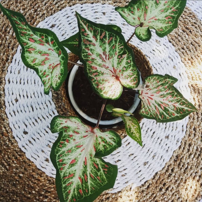 Gingerland caladium, Keladi hias