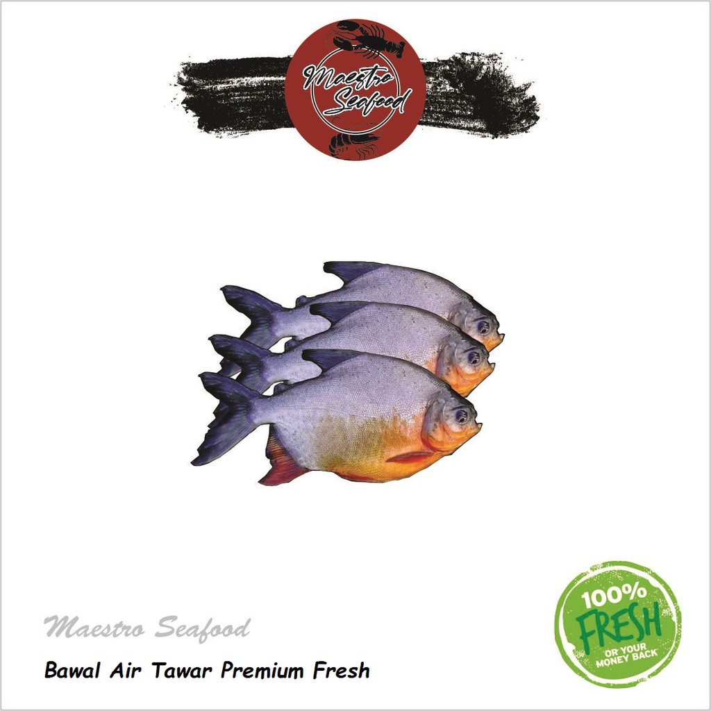 

Bawal Air Tawar Premium Fresh - 1.000 gr