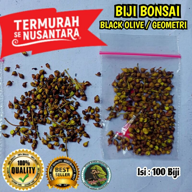 Biji Bonsai black olive/Geometri/Bucida Termurah