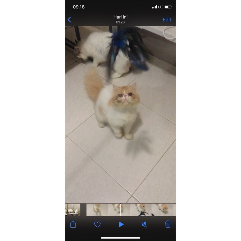 peaknose jantan line ped