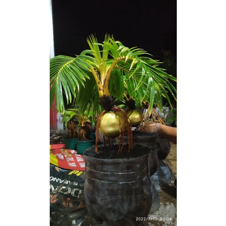 Bonsai Kelapa Gading Kuning Pecah Daun Sudah Jadi Umur -+ 3 Tahun siap pajang