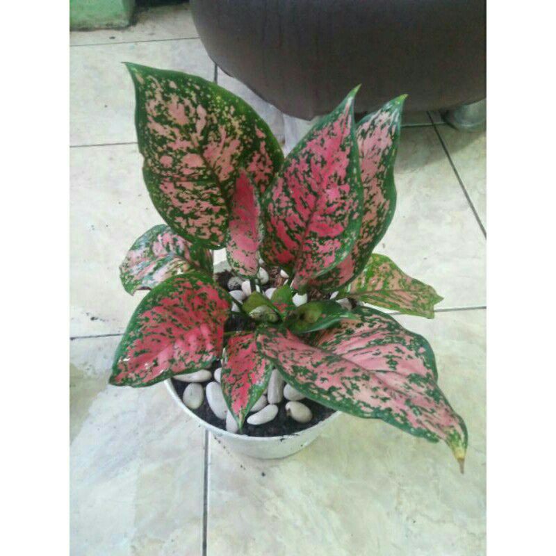 tanaman hias aglonema dut anjamani-aglaonema dut anjamani-pohon aglonema dut anjamani-dut anjamani