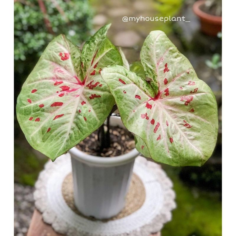 Umbi Caladium Raspberry Splash - keladi hias hybrid import thailand