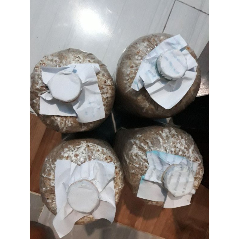 

BiBit Jamur Tiram Khas Lombok. Siap Panen hanya butuh penyiraman