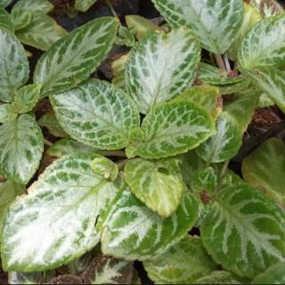 Tanaman Hias Episcia Silver Hijau Tanaman Gantung Bludru Beludru Shopee Indonesia