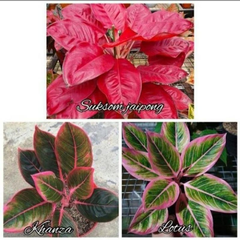 paket bonggolan aglonema lotus_suksom _khanza peromo