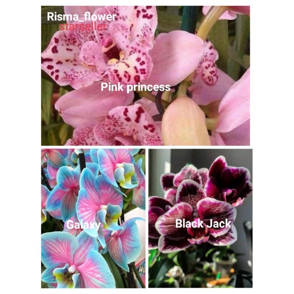 PAKET 3 ANGGREK DENDROBIUM ( PINK PRINCESS-GALAXY-BLACK JACK ) / TANAMAN HIAS