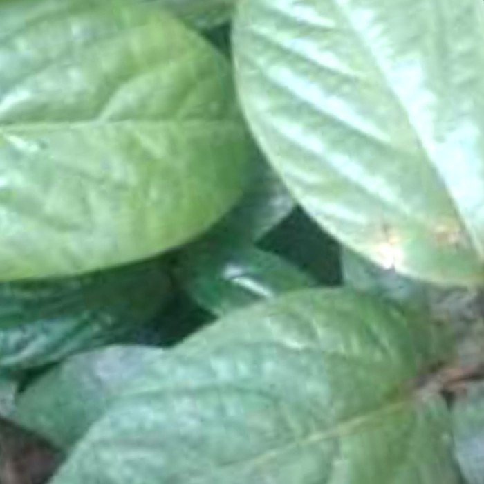 singa jongkok/depa   TERLARIS