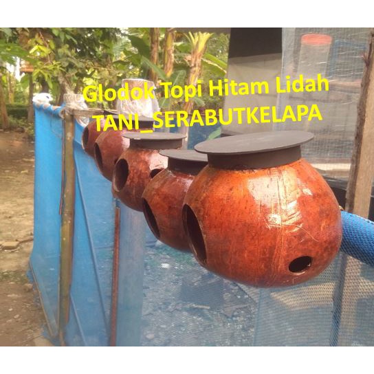 GLODOK BURUNG MURAI LOVE BIRD KENARI SARANG TELUR BATOK KELAPA GLODOK