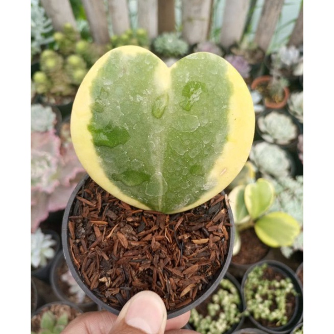 Hoya Love Variegata pinggir
