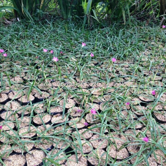 Tanaman Bunga Tulip Pink Tanaman Tulip Bunga Pink Tanaman Kucai Tulip