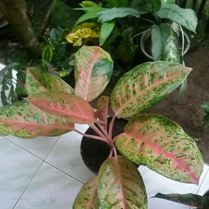 Aglonema big roy super jumbo