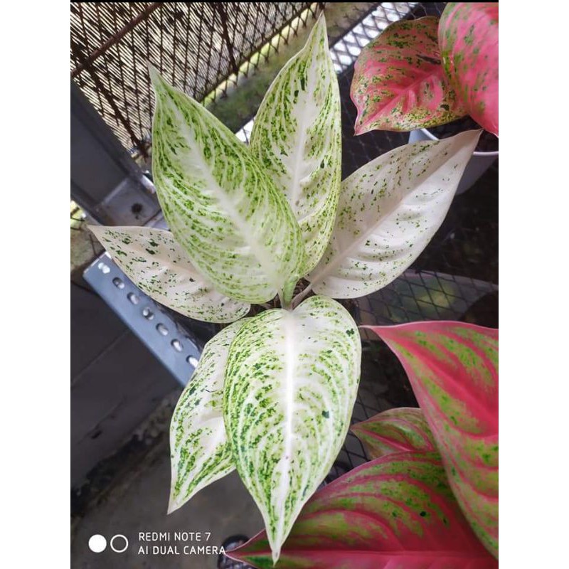 bibit tanaman hias aglonema / aglonema legacy putih/hijau