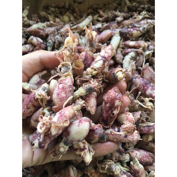 

baby cumi/ cumi asin sibolga / sotong kualitas super premium