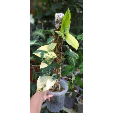 syngonium yellow variegata syngonium kuning syngonium aurea